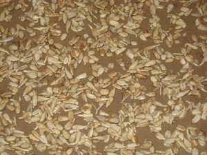 Sprouted sun seeds